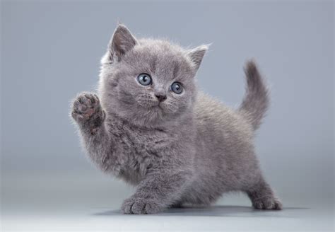 Download Baby Animal Kitten Animal Cat 4k Ultra Hd Wallpaper By