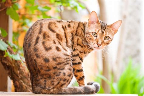 19 Awesome Bengal Cat Names I The Discerning Cat