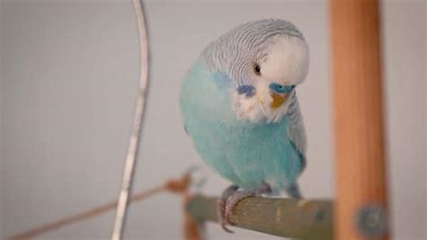 Budgie Sounds Love For Budgies First Official Budgie Music Video Alen Axp Alen Axp Budgie