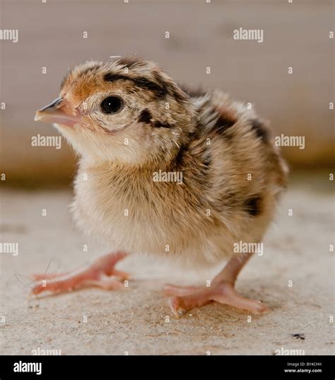 Day Old Pheasants Chicks Just Hatched Out Of Egg Stock Photo Alamy