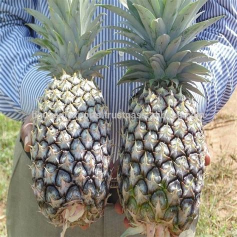 Fresh Pineapplesfresh Fruitsindia Price Supplier 21food