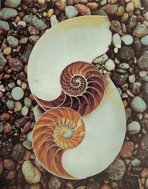 Edward Weston Nautilus Shells C1947 Kodachrome Spirals In Nature