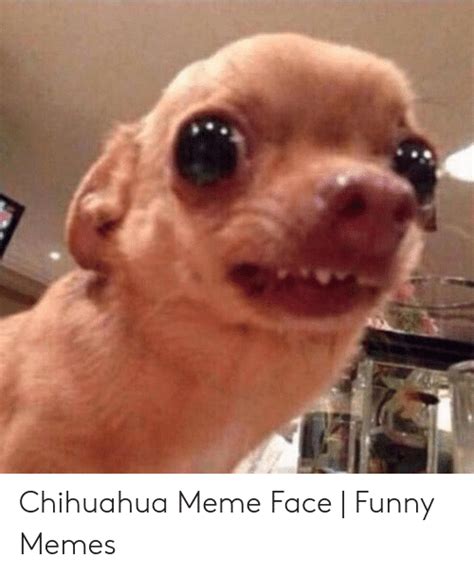 21 Funny Memes With Chihuahua Factory Memes
