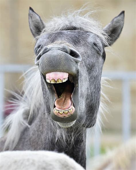 Best Laughing Horse Stock Photos Pictures And Royalty Free Images Istock