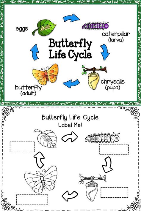 Butterfly Life Cycle Science And Literacy Activities This Is A Great
