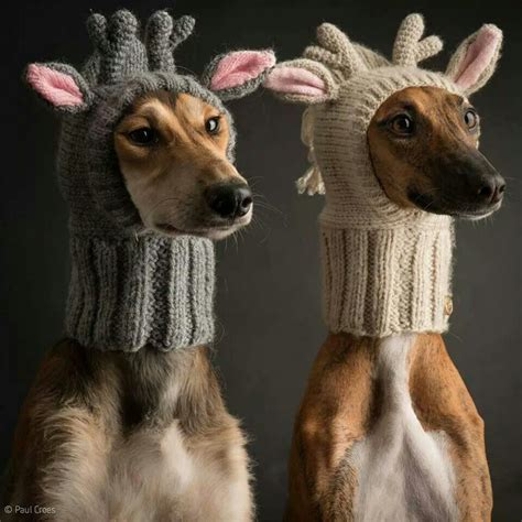 Keeping Warm Dog Hat Funny Animals Crochet Dog Hat