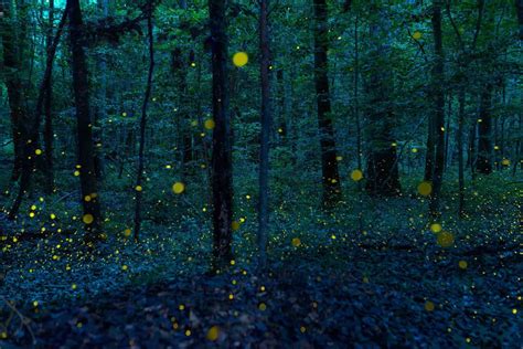 Synchronous Fireflies Light Up The May Sky Hemispheres