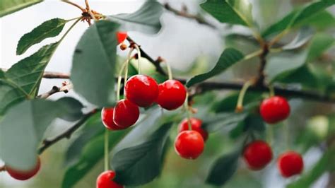 Growing A Cherry Tree Indoors Indoor Garden Tips