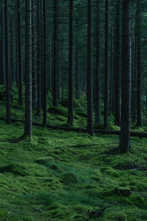 Forest Wallpapers For Your Mobile Hd Fhd 2k 4k