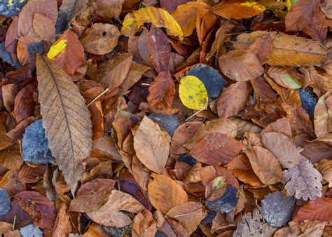 Autumm Dead Leaves On The Ground Textures Creative Market