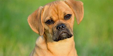 Puggle Breed Appearance Temperament Info Facts Health And Price