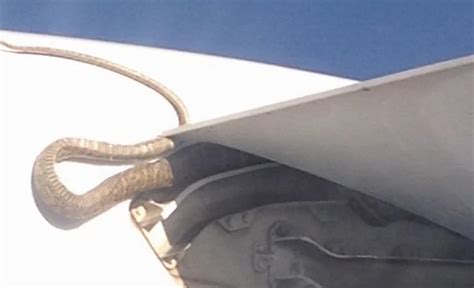 Snake On A Plane Reptile Survives Flight By Clinging To Wing Of