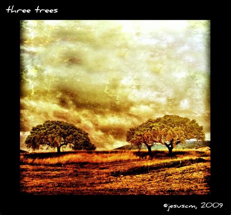 Three Trees Tres Arboles Texture Courtesy Of Sterling Silv Flickr