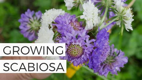 Planting And Caring For Scabiosa Instructions And Tips Gardeninguru