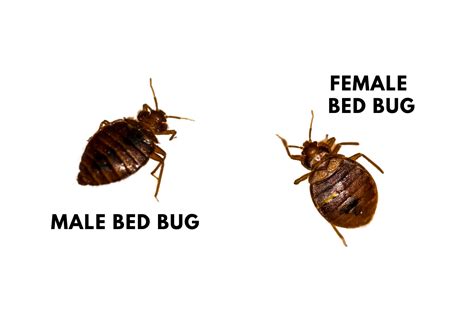 Male Vs Female Bed Bugs Can You Tell Them Apart Pestqueen