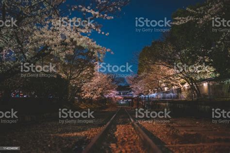 Night Time With Sakura At Kyoto Japan At Rail Road Keage Incline