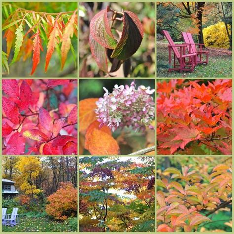 12 Trees And Shrubs For Great Fall Foliage Color Landscaping Trees