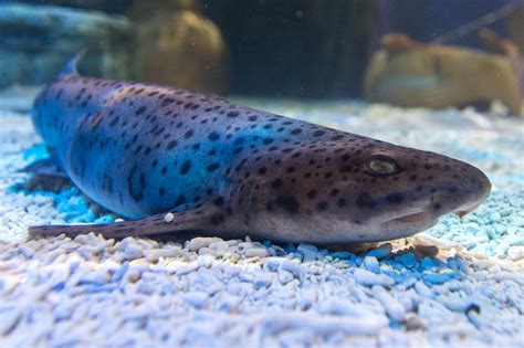 Small Spotted Catshark Free Stock Photo Public Domain Pictures