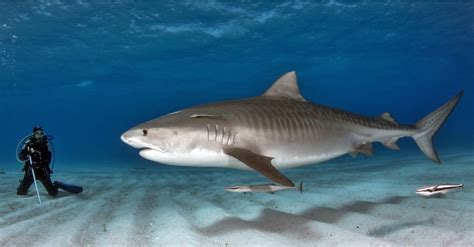 Entdecken Sie Den Größten Hai Der Je Vor Alabama Gefangen Wurde Tunlog