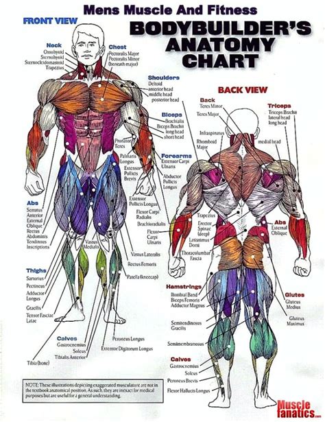 Bodybuilder S Anatomy Chart Gym Workout Muscle Groups To Workout Olympia Fitness Anatomy