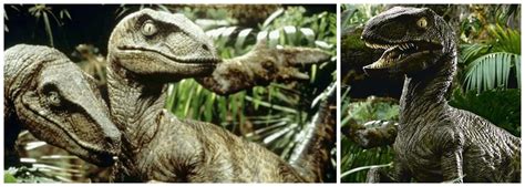 Lets Talk About The Color Of The Jurassic Park Velociraptors Theyre