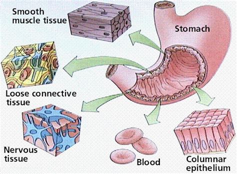 The Structure Of The Main Tissues Of The Stomach