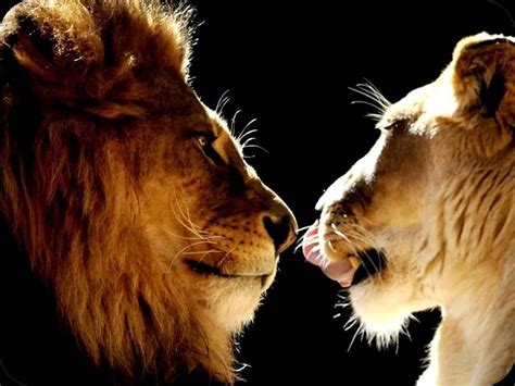 Lion And Lioness Big Cats 1 Pinterest Lions And Animal