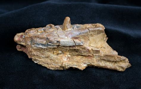 Fossil Crocodile Maxilla Jaw Cretaceous For Sale 1361