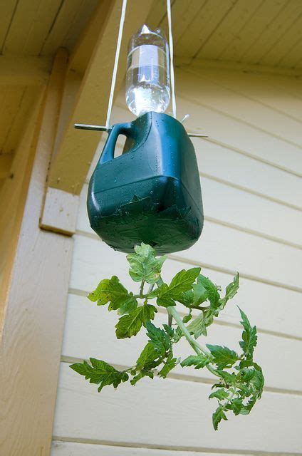 Diy Upside Down Tomato Planter With Milk Jug Chopstick And Water Bottle
