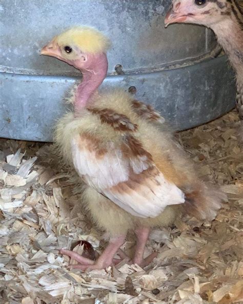 Turken Naked Neck Chicks For Sale Cackle Hatchery®