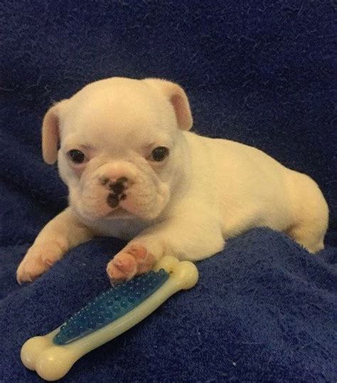 French Bulldog Puppy For Sale In Charleston Sc Adn 71511 On