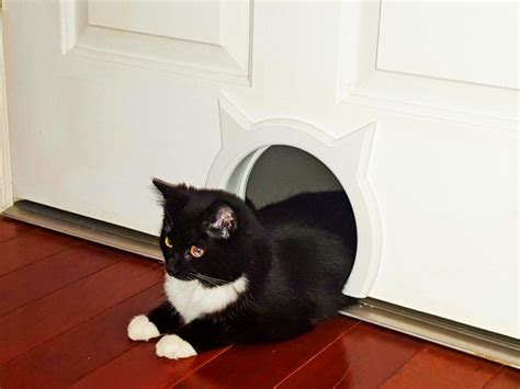 the kitty pass a kitty shaped cat door pass