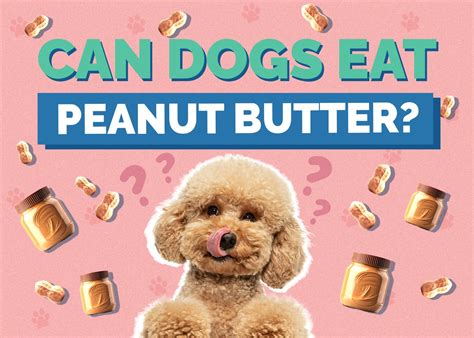 Can Dogs Eat Peanut Butter Vet Approved Facts And Faq Hepper