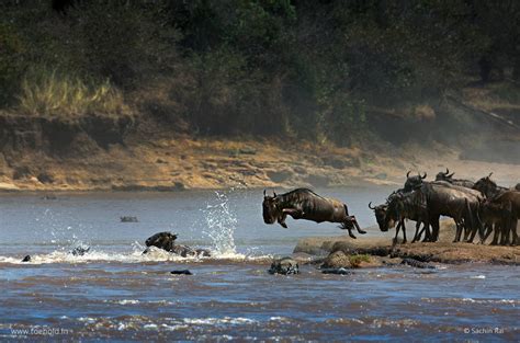 How Is Masai Mara In Different Seasons And Times Of The Year