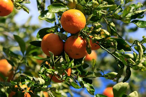 Orange Grove Florida Citrus County Florida Sunshine Fruit Picking Orange Grove River Bed