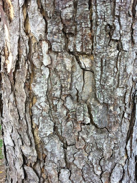 Stock Tree Bark 2 By Beeto456 On Deviantart