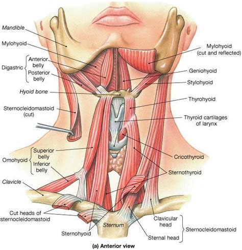 Over the jugular notch presternum formed in fig. Bony Anatomy of the Neck - ENT Clinic Sydney