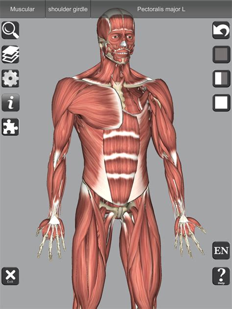 3d Bones And Organs Anatomy For Android Apk Download