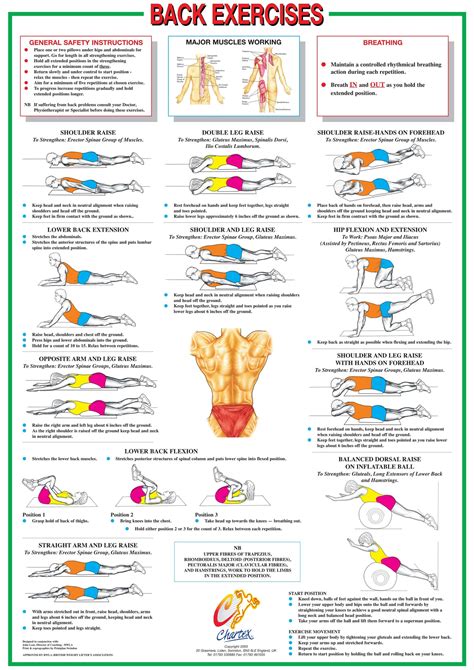 Massage Back Muscle Chart Pin By Andy Post On Exercises With Images