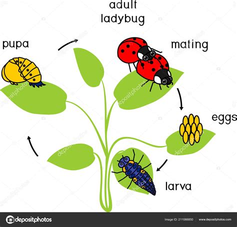 Life Cycle Ladybug Sequence Stages Development Ladybug Egg Adult Insect
