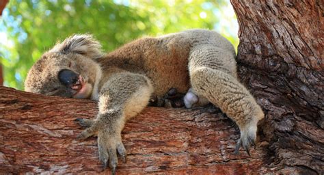 How Long Do Koalas Sleep Animal Uk