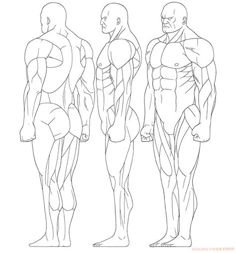 Anatoref — Whole Body Skeleton Muscle Man Woman Male Body Art