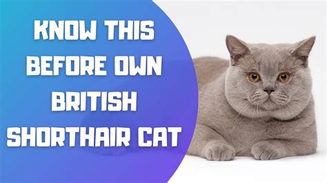 British Shorthair Cat Breed Portrait What You Need To Know Before