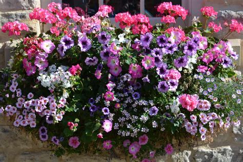 5 Cascading Plants And Flowers For Window Boxes