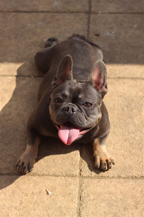 And to act as a guide for judges. Skittles - French Bulldog - Essex K9 Kennels