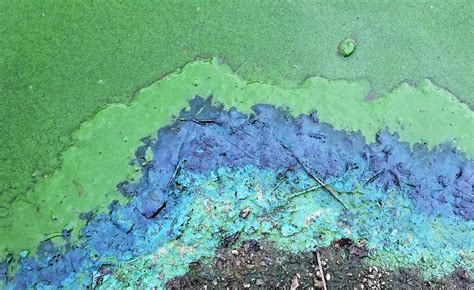 Cyanobacteria Wikimedia Commons Earth Buddies