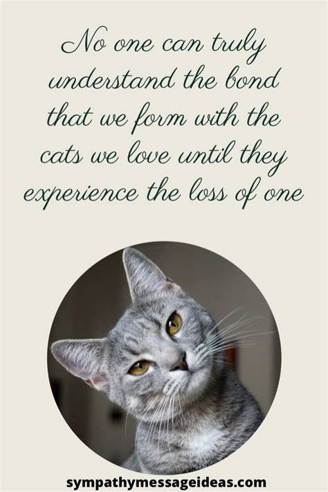 Heartfelt Loss Of Cat Quotes And Images Sympathy Message Ideas
