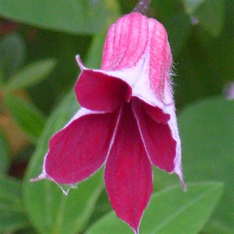 Maybe you would like to learn more about one of these? Clematis Texensis 'Gravetye Beauty' … | Clematis flower ...