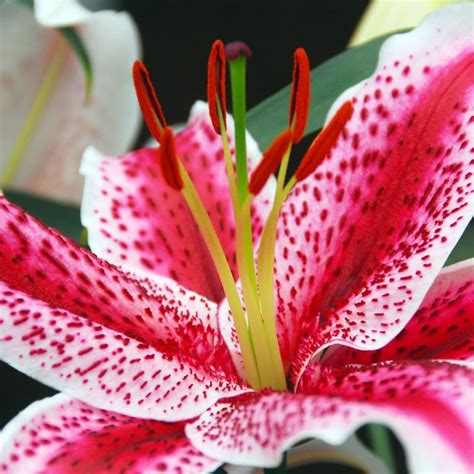 Buy Oriental Lily Bulb Lilium Tigerwoods £16 Delivery By Crocus