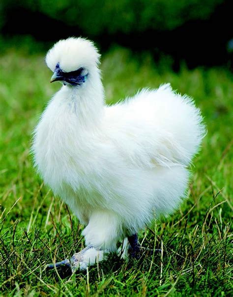 Top 10 Chicken Breeds For Kids Chicken Breeds Chickens Backyard